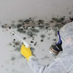 Mold Services In Los Angeles, Ca