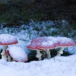 Jack Frost mushrooms