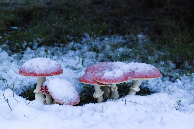 Jack Frost mushrooms