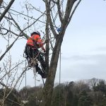 Tree Surgeon in Warrington