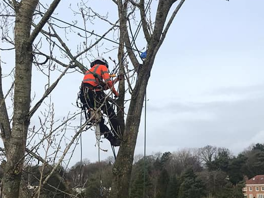 Tree Surgeon in Warrington