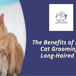 Cat Grooming