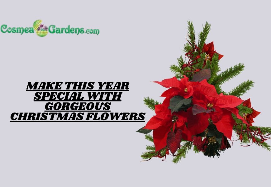 Christmas flowers