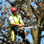 Tree Cutting Services