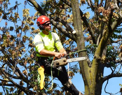 Tree Cutting Services