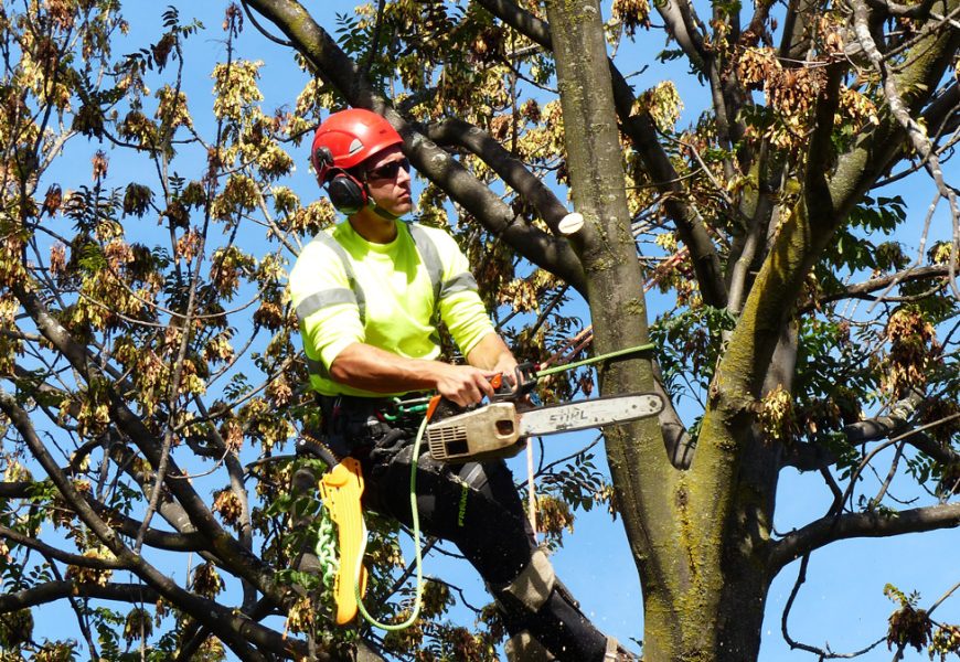 Tree Cutting Services