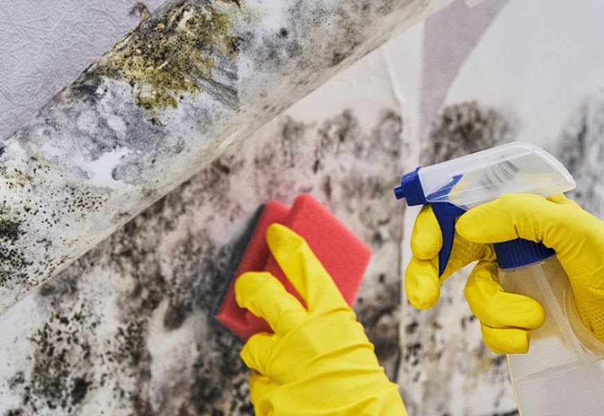 Unveiling Harmful Substances Created By Mold In Your Home