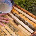 Feed Honeybee Colonies