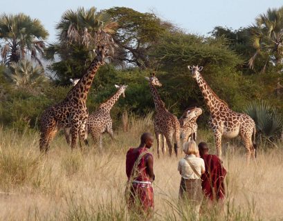 south africa safari