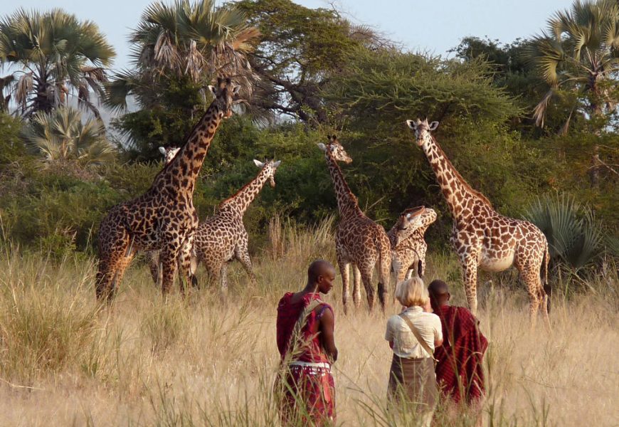 south africa safari