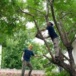 Tree Maintenance