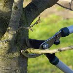 Tree Trimming