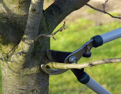 Tree Trimming