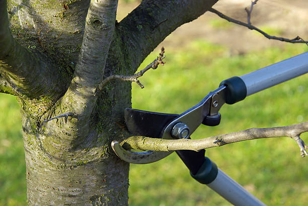 Tree Trimming